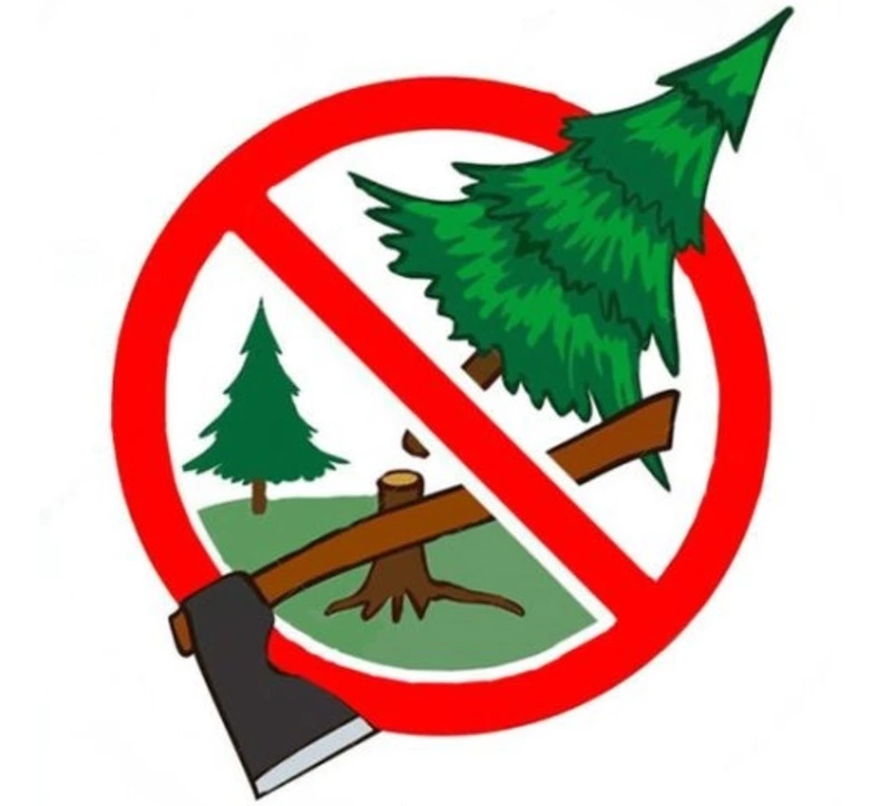 Не рубите ёлочки, берегите лес!