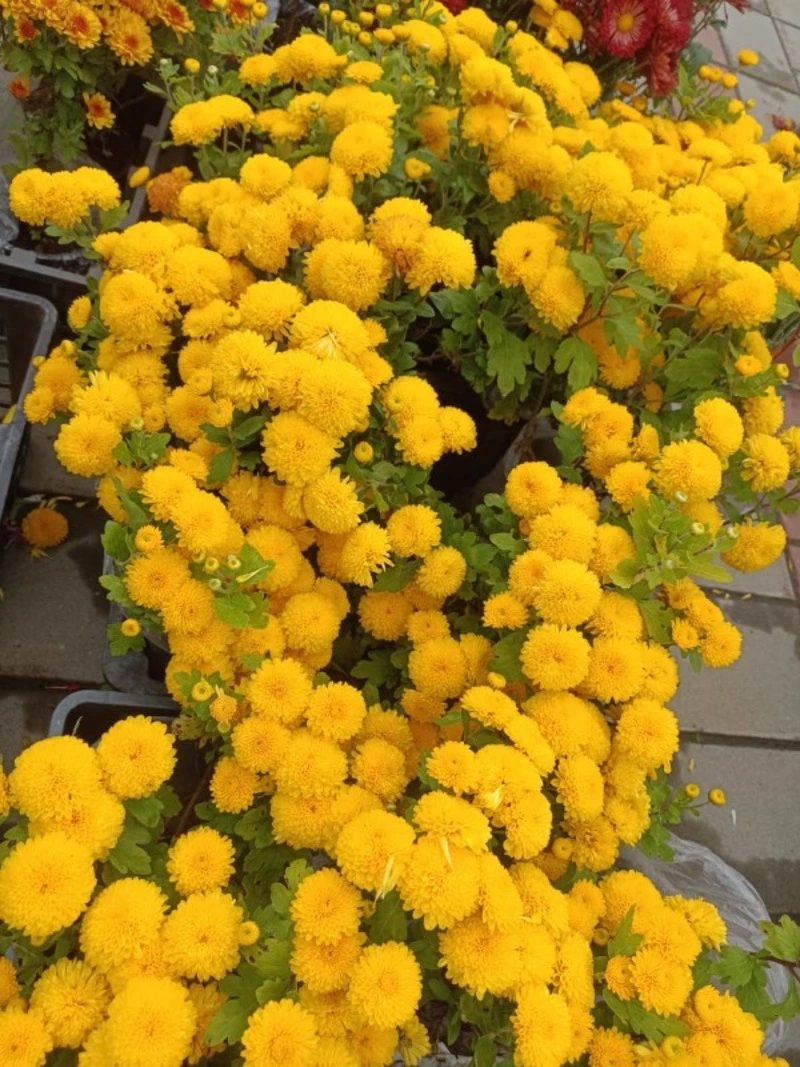 Сегодня на ярмарке!