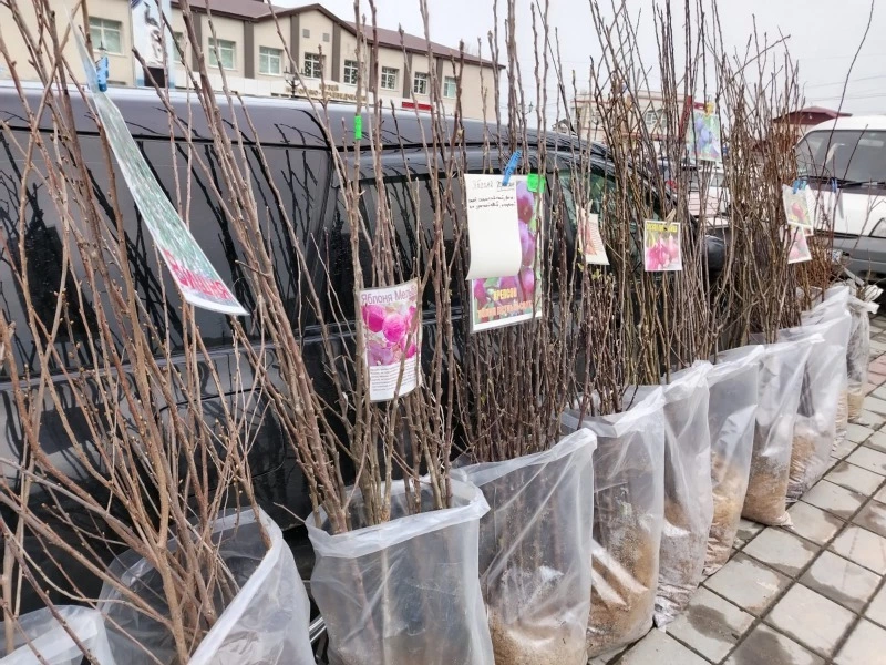 Сегодня на ярмарке!