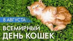 Картинки с Днем кошек 2024 
