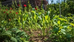 Лунный календарь садовода и огородника на май-2024: благоприятные дни для посадки