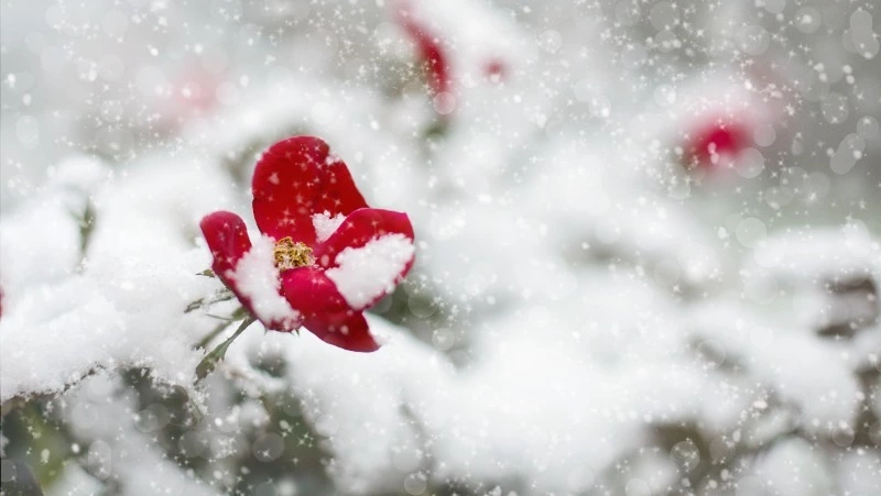 Церковный праздник 8 декабря 2023 года: что нельзя делать в этот день, приметы