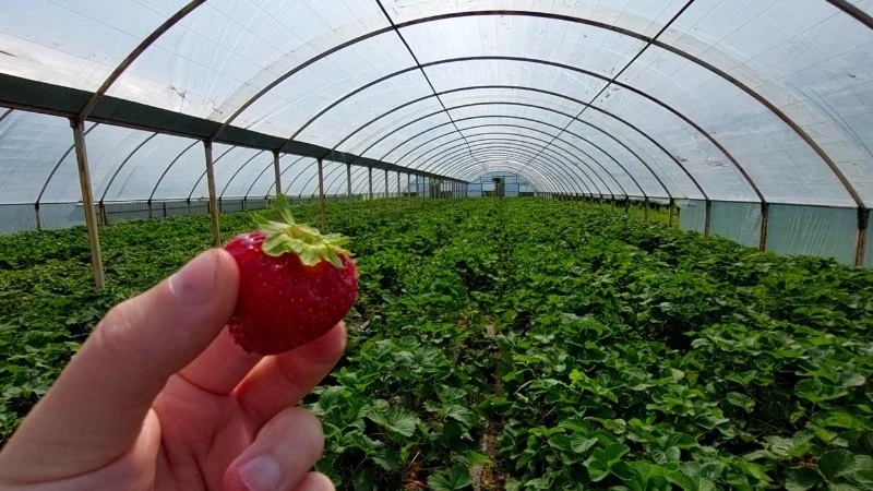 «Дальневосточный гектар»: фермер переехал на Сахалин и выращивает клубнику и малину