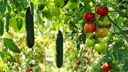 Лунный календарь огородника с 8 по 14 июля: как ухаживать за растениями
