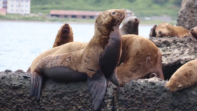 Вестники весны