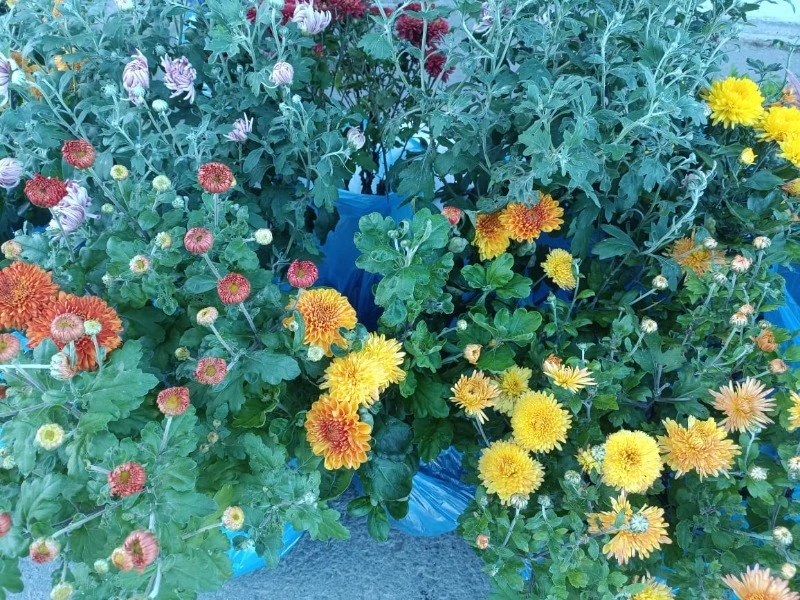 Сегодня на ярмарке!