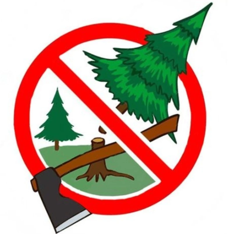 Не рубите ёлочки, берегите лес!