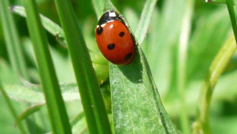 Народные приметы на 22 мая 2024 года — что нельзя делать в этот день