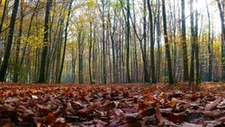 Народные праздники: календарь на октябрь 2024 года
