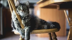 Как отучить кота лазить по столам