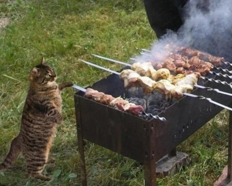 Безопасный пикник. Правила поведения на природе