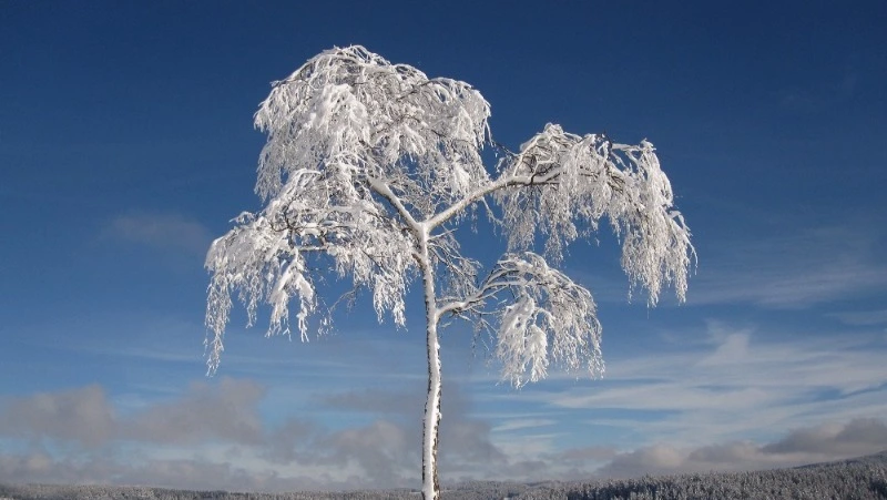 Церковный праздник 9 декабря 2023 года: что нельзя делать в этот день, приметы
