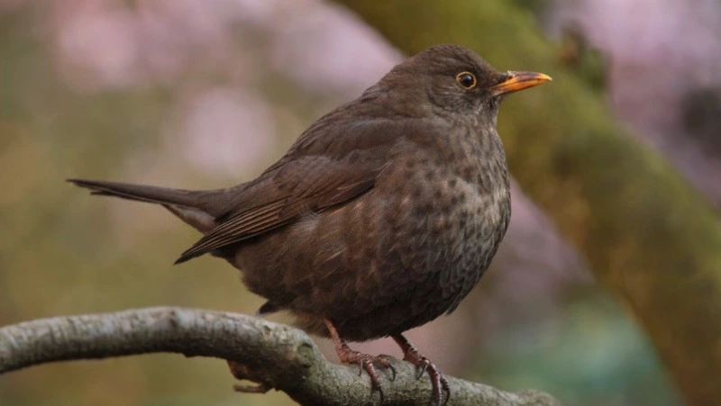 Народные приметы на 9 марта 2024 года — что нельзя делать в этот день