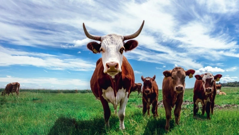 Народные приметы на 6 мая 2024 года — что нельзя делать в этот день