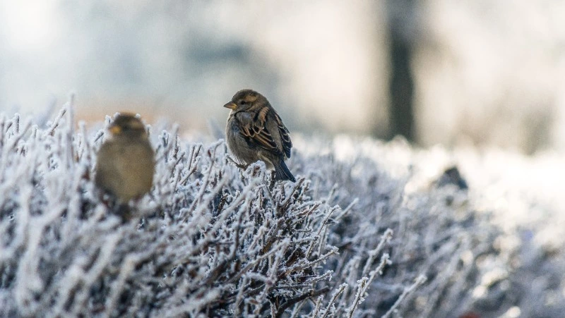 Народные приметы на 29 января 2024 года — что нельзя делать в этот день