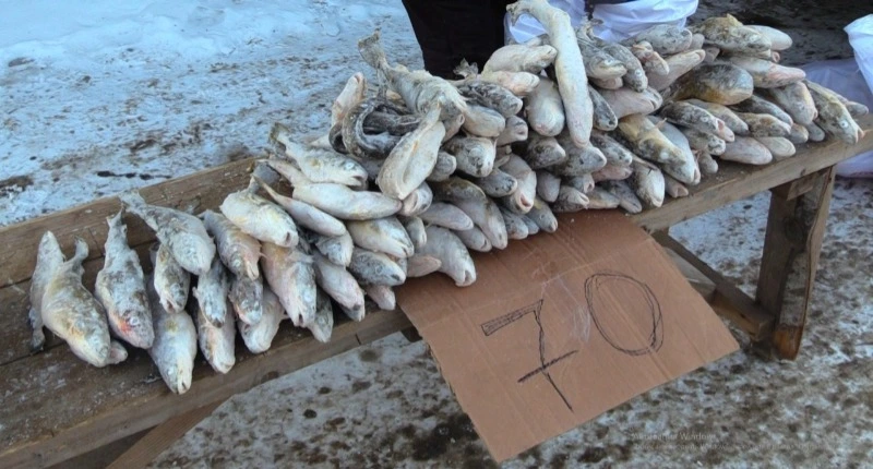 В рамках проекта «Доступная рыба» в Невельск привезли 700 кг наваги