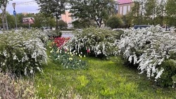 Ветреная и теплая погода ожидается в Сахалинской области на предстоящей неделе
