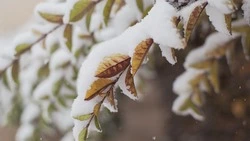 Какую погоду обещают синоптики в Сахалинской области 2 апреля