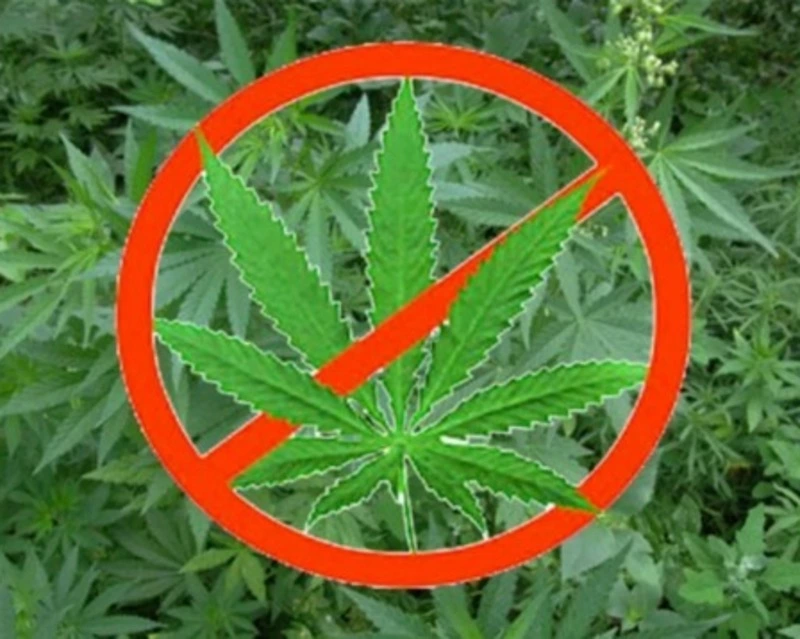 Памятка об ответственности за незаконное выращивание наркосодержащих растений