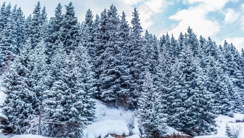 Умеренный снег и мороз до -16 градусов ожидаются в Сахалинской области 30 января