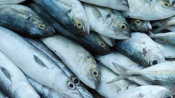 Лунный календарь рыболова на июль 2024: удачные и неудачные дни